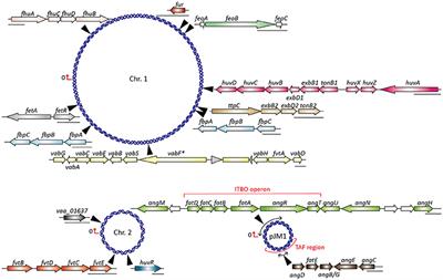 Iron Acquisition Strategies of Vibrio anguillarum